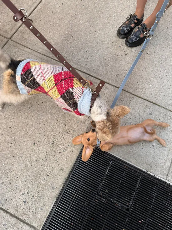 Pet Women Lisa Says Gah Dog Sweater Cirque Argyle